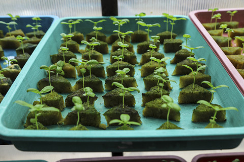 Sayuran hidroponik di Ladang Farm, Lebak Bulus, Jakarta, Sabtu (25/10/2025). Foto: Iqbal Firdaus/kumparan