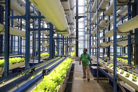 Pekerja memeriksa sayuran hidroponik di Ladang Farm, Lebak Bulus, Jakarta, Sabtu (25/10/2025). Foto: Iqbal Firdaus/kumparan
