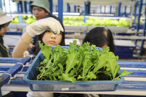 Pengunjung memetik sayuran hidroponik di Ladang Farm, Lebak Bulus, Jakarta, Sabtu (25/10/2025). Foto: Iqbal Firdaus/kumparan