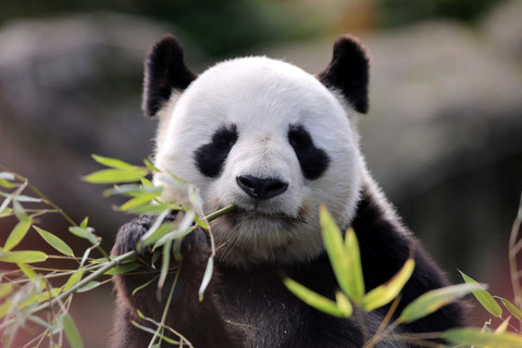 Panda jantan Yuan Zi, bermain di dalam kandangnya sebelum masa karantina dikirim kembali ke China di Kebun Binatang Beauval, Saint-Aignan, Prancis, Jumat (24/10/2025). Foto: Christian Hartmann/REUTERS