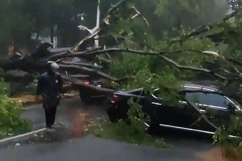 Pohon tumbang menimpa mobil di belakang Dharmawangsa, Jakarta Selatan. Foto: X/ @TMCPoldaMetro