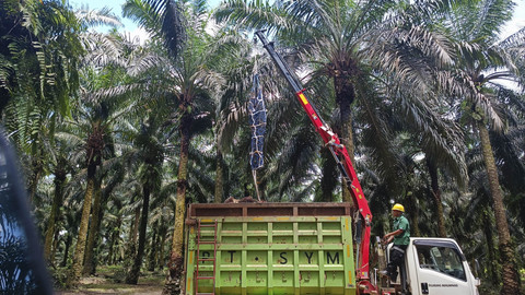 Proses panen kelapa sawit di lahan Astra Agro Lestari di Pangkalan Bun, Kalimantan Tengah. Foto: Muhammad Darisman/kumparan