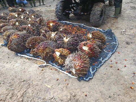 Proses panen kelapa sawit di lahan Astra Agro Lestari di Pangkalan Bun, Kalimantan Tengah. Foto: Muhammad Darisman/kumparan
