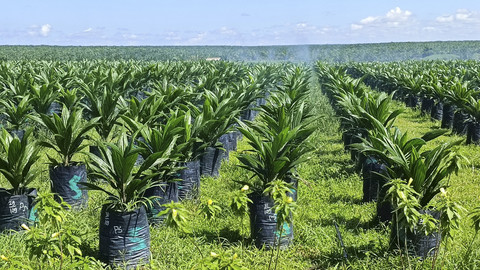 Proses pembibitan di salah satu lahan Astra Agro Lestari di Pangkalan Bun, Kalimantan Tengah. Foto: Muhammad Darisman/kumparan