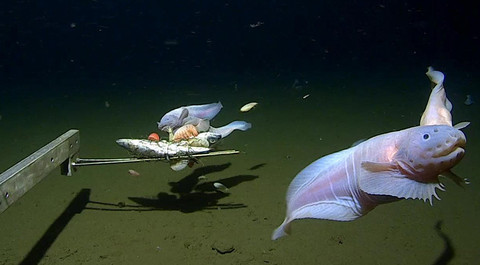 Penampakan spesies Pseudoliparis, sejenis ikan siput, yang ditemukan di Palung Izu-Ogasawara, Jepang, di kedalaman 8.336 meter. Minderoo-UWA Deep Sea Research Centre