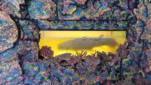 Kondisi aset di museum daerah Sulawesi Utara. (foto: dokumen)