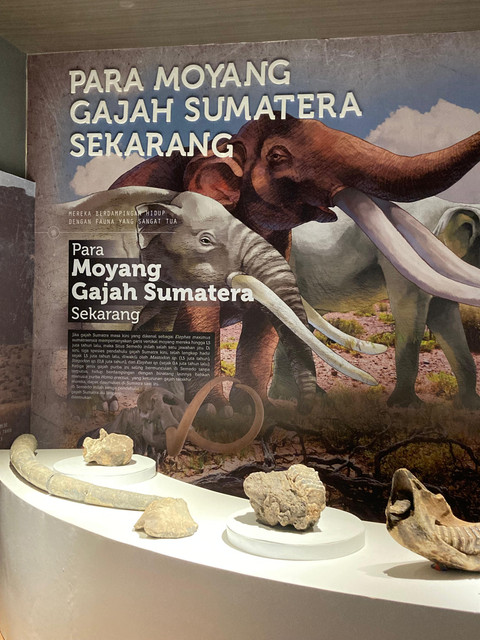 Fosil para moyang gajah Sumatera yang ditemukan di Semedo (Dokumentasi pribadi)