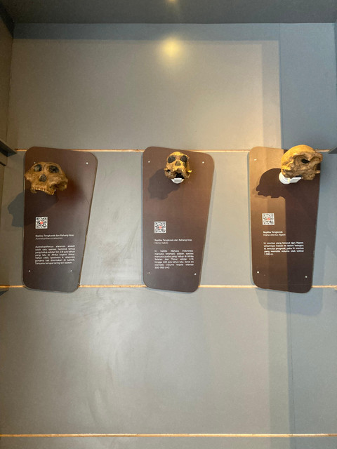 Tengkorak manusia purba yang ditemukan di Semedo (Dokumentasi pribadi)