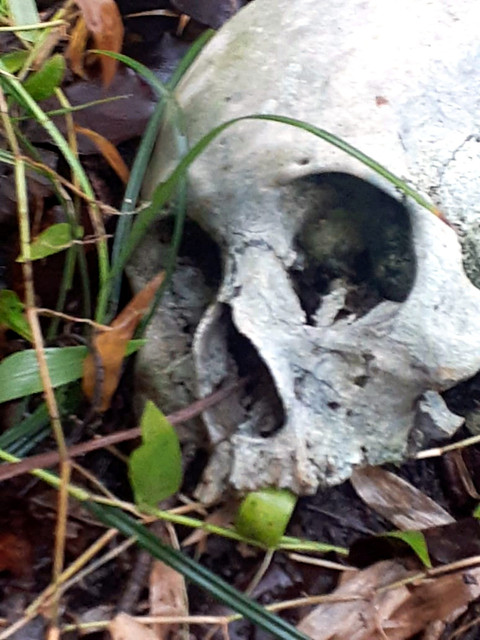 Petugas mengevakuasi kerangka tulang manusia di kawasan hutan Petak 202A RPH Bludru BKPH Mojorayung, Dusun Bribis, Desa Nglanduk, Kecamatan Wungu, Kabupaten Madiun. Foto: Dok. Istimewa