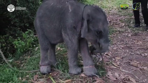 Anak gajah yang berhasil diselamatkan dari jerat. | Foto: Dok Humas TNWK