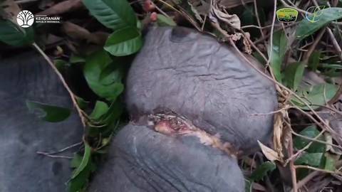 Kaki anak gajah yang terjerat. | Foto: Dok Humas TNWK