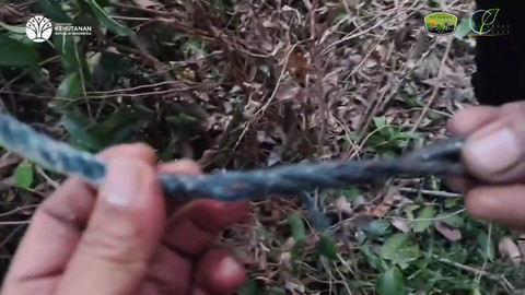 Tali tambang yang dipakai untuk menjerat gajah. | Foto: Dok Humas TNWK