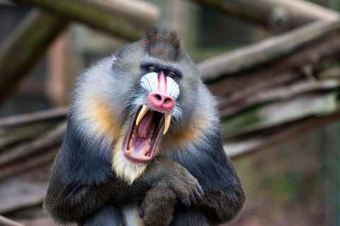Monyet Mandrill yang hidup di hutan Gabon. Foto: Doreeniho/Shutterstock