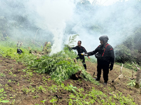 Brimob Sumut memusnahkan ladang ganja seluas 10 hektare di Mandailing Natal, Rabu (12/11/2025). Foto: Dok. Brimob Sumut