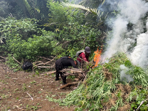 Brimob Sumut memusnahkan ladang ganja seluas 10 hektare di Mandailing Natal, Rabu (12/11/2025).  Foto: Dok. Brimob Sumut
