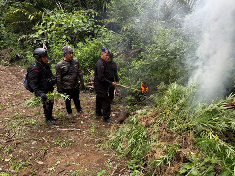 Brimob Sumut memusnahkan ladang ganja seluas 10 hektare di Mandailing Natal, Rabu (12/11/2025).  Foto: Dok. Brimob Sumut