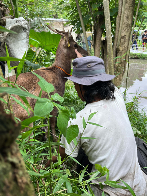 Proses evakuasi rusa yang sebelumnya berkeliaran di jalanan di Gamping, Kabupaten Sleman.  Foto: Dok. Polsek Gamping