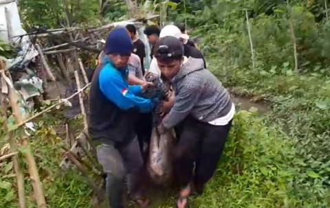 Proses evakuasi rusa yang sebelumnya berkeliaran di jalanan di Gamping, Kabupaten Sleman.  Foto: Dok. Polsek Gamping
