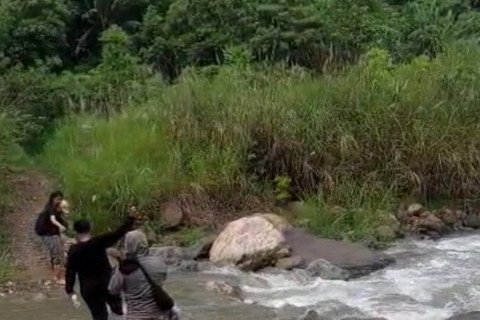 Salah satu ladang ganja dari 26 titik ladang ganja di Pining, Kabupaten Gayo Lues, Aceh, Selasa (18/11/2025). Foto: Fachrul Irwinsyah/kumparan