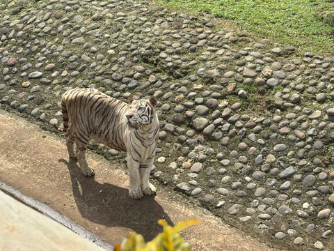 Raja, harimau benggala milik Pramono Anung di Taman Margasatwa Ragunan, Jakarta Selatan, Kamis (20/11/2025). Foto: Amira Nada Fauziyyah/kumparan