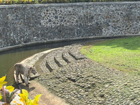 Raja, harimau benggala milik Pramono Anung di Taman Margasatwa Ragunan, Jakarta Selatan, Kamis (20/11/2025). Foto: Amira Nada Fauziyyah/kumparan