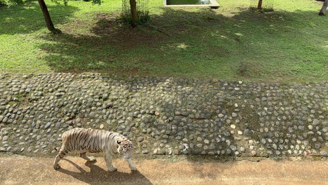 Raja, harimau benggala milik Pramono Anung di Taman Margasatwa Ragunan, Jakarta Selatan, Kamis (20/11/2025). Foto: Amira Nada Fauziyyah/kumparan