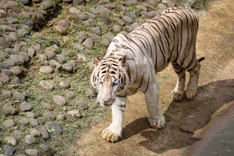 Aktivitas Sri Deli, Harimau Benggala di Taman Margasatwa Ragunan, Jakarta, Kamis (20/11/2025). Foto: Iqbal Firdaus/kumparan