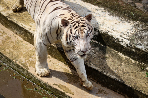Aktivitas Macan Benggala di Taman Margasatwa Ragunan, Jakarta, Kamis (20/11/2025). Foto: Iqbal Firdaus/kumparan