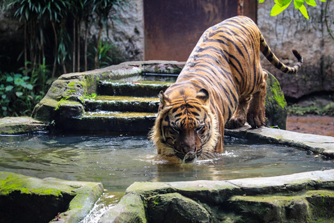 Aktivitas Macan Benggala di Taman Margasatwa Ragunan, Jakarta, Kamis (20/11/2025). Foto: Iqbal Firdaus/kumparan