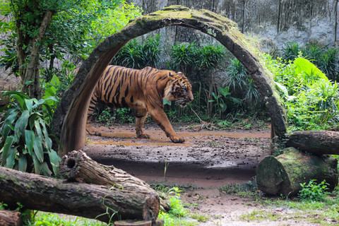 Aktivitas Macan Benggala di Taman Margasatwa Ragunan, Jakarta, Kamis (20/11/2025). Foto: Iqbal Firdaus/kumparan