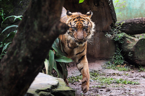 Aktivitas Macan Benggala di Taman Margasatwa Ragunan, Jakarta, Kamis (20/11/2025). Foto: Iqbal Firdaus/kumparan