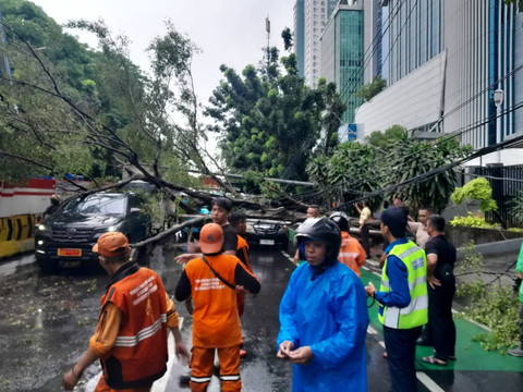Pohon tumbang menghalangi sejumlah kendaraan di Jalan DI Panjaitan, Jakarta Timur, Kamis (20/11/2025). Foto: X/ @TMCPoldaMetro