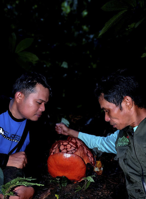 Momen Deki mendokumentasi Rafflesia Hassellti usai menemukannya di hutan Sumatra. Foto: Septian Andriki/@bujangpalala44