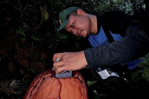 Momen Deki mendokumentasi Rafflesia Hassellti usai menemukannya di hutan Sumatra. Foto: Septian Andriki/@bujangpalala44