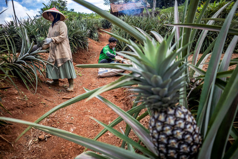 Pekerja bersama petani mengumpulkan limbah daun nanas. Foto: Abdan Syakura/ANTARA FOTO