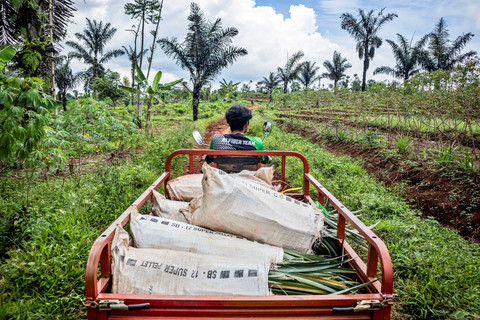 Pekerja mengendarai kendaraan roda tiga membawa limbah daun nanas melintasi lahan perkebunan di Kampung Cigore, Kasomalang, Kabupaten Subang, Jawa Barat. Foto: Abdan Syakura/ANTARA FOTO