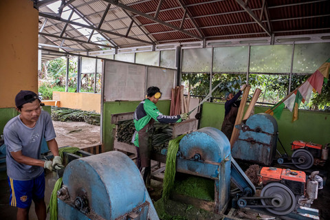 Pekerja memasukkan limbah daun nanas ke dalam mesin dekortikator untuk pengekstrasi serat. Foto: Abdan Syakura/ANTARA FOTO