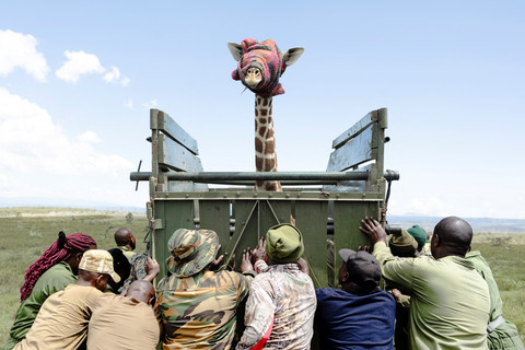 Seekor jerapah Masai muda berdiri di dalam peti pengangkut dengan mata tertutup selimut di Naivasha, Nakuru, Kenya. Foto: Tony Karumba / AFP