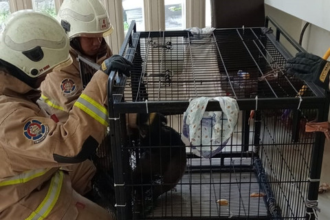 Petugas pemadam kebakaran berhasil menangkap Owa Jawa lepas kandang yang menggigit warga. Foto: DPKP Kota Surabaya
