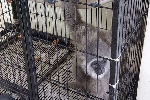 Petugas pemadam kebakaran berhasil menangkap Owa Jawa lepas kandang yang menggigit warga. Foto: DPKP Kota Surabaya