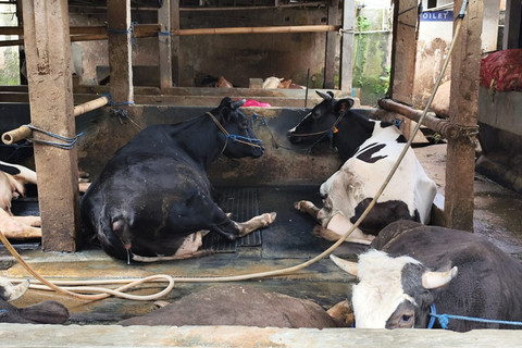 Peternakan sapi yang berada di kawasan Mampang Prapatan, Jakarta Selatan pada Minggu (23/11/2025). Foto: Luthfi Humam/kumparan
