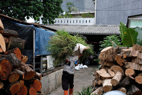 Seorang pengurus peternakan sapi sedang membawa pakan di kawasan Mampang Prapatan, Jakarta Selatan, Minggu (23/11/2024). Foto: Luthfi Humam/kumparan
