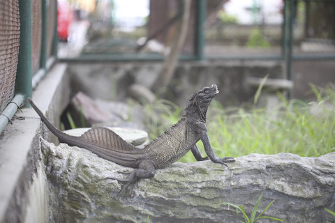 Kadal bersirip alias Indonesian giant sailfin dragon. Foto: Shutterstock