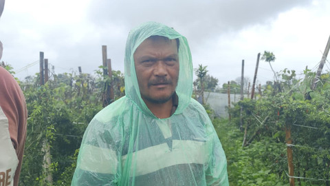 Terang Sinuhaji (50), petani di Kampung Hortikultura yang bekerja sama dengan Dompet Dhuafa, Kamis (27/11).  Foto: Amar Marpaung/kumparan