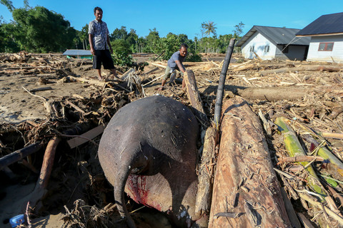 Warga melihat bangkai gajah sumatera (Elephas maximus sumatranus) tertimbun material yang terbawa air saat terjadi banjir di Desa Meunasah Lhok, Pidie Jaya, Aceh, Sabtu (29/11/2025). Foto: ANTARA FOTO/Irwansyah Putra