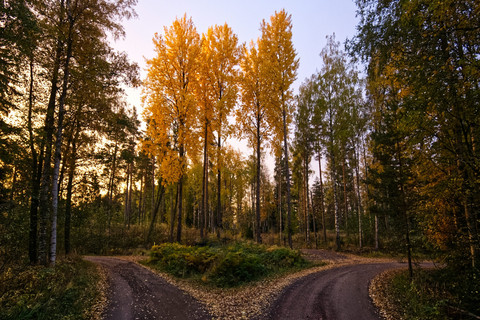 Persimpangan di tengah hutan, foto via https://unsplash.com