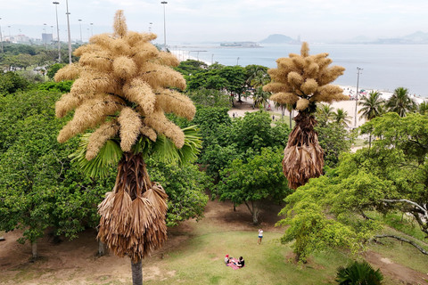 Pohon palem Talipot (Corypha umbraculifera) yang mekar untuk pertama kalinya dalam sekitar 50 tahun dan hanya berbunga sekali seumur hidupnya, di taman Aterro do Flamengo di Rio de Janeiro, Brasil. Foto: Lucas Dumphreys/AP PHOTO