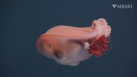 Gurita raksasa berlengan tujuh alias seven-arm octopus. Foto: MBARI