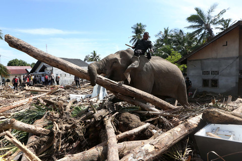 Gajah Sumatera jinak yang ditunggangi mahout bersama petugas BKSDA Aceh dan personel Polri membersihkan puing kayu yang menutupi jalan dan permukiman warga akibat bencana alam di Desa Meunasah Bie, Pidie Jaya, Aceh, Senin (8/12/2025). Foto: Irwansyah Putra/ANTARA FOTO
