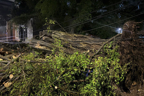 Pohon tumbang di Jalan Kimia, Menteng, Jakarta Pusat pasca ditangani BPBD Jakarta pada Jumat (12/12/2025). Foto: Amira Nada Fauziyyah/kumparan